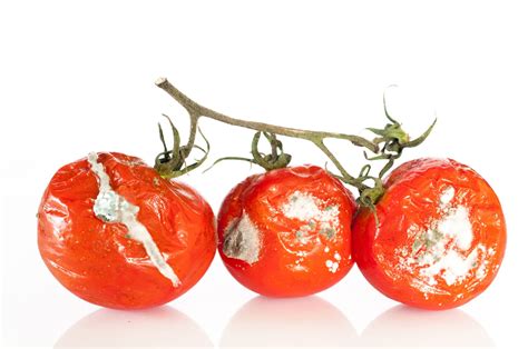Witch Decayed Tomatoes: A Spooky Ingredient for Scary Salsa